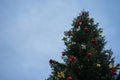 Enchanting Christmas Tree in Holiday Splendor with dark blue sky before evening