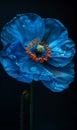 Enchanting Elegance: The Captivating Contrasts of Blue Poppies a