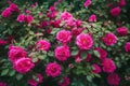 Enchanting Elegance: Delicate Roses Creating a Serene Background. AI Generated.