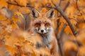 Enchanting encounter red fox amid autumn leaves, bathed in sunlight photorealistic photography