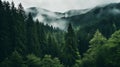 Enchanting European Forest: Moody Tonal Contrasts And Atmospheric Woodland Imagery