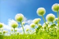 Enchanting Fantasy Abstract 3D Dandelions: Close-Up on Light Blue Background.