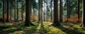 The Enchanting Forest Illuminated by Gentle Morning Sunlight.AI generated image Royalty Free Stock Photo