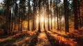 The enchanting forest illuminated by morning sunlight and autumn colors. AI generated image Royalty Free Stock Photo