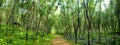 Enchanting Forest Lane Rubber Tree Plantation Concept