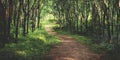 Enchanting forest lane in a rubber tree plantation, Kerela, India