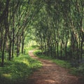 Enchanting forest lane in a rubber tree plantation, Kerela, India