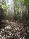 Enchanting forest in Latvia