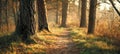The enchanting forest path illuminated by golden morning sunlight. AI generated image Royalty Free Stock Photo