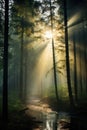 Enchanting forest path with sunbeams