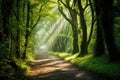 Enchanting forest path with sunbeams