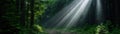 Enchanting forest path with sunbeams
