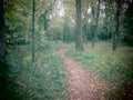 Enchanting Forest Pathway