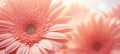 Enchanting gerbera flower in the 2024 color of the year, peach fuzz, in stunning close up view