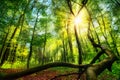 Enchanting green forest scenery