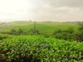 Enchanting green tea gardens And beautiful