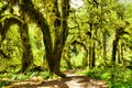 Hall of Mosses, Olympic National Park, Washington, USA