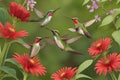 Graceful Bird Family in Wildflower Garden Nature\'s Flight Symphony