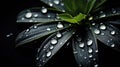 Delicate dewdrops glisten on the surface of vibrant green leaves