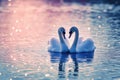 Romantic Swan Couple on Serene Lake, Love Concept Royalty Free Stock Photo