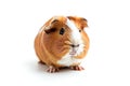 Enchanting image of a guinea pig on a white background