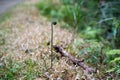 Emerging Fern Plant Standing Firm in the Muddy Ground