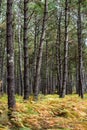 enchanting landscape of the Landes forest