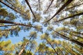 enchanting landscape of the Landes forest