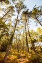 enchanting landscape of the Landes forest