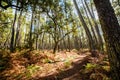 enchanting landscape of the Landes forest