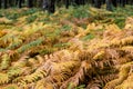 enchanting landscape of the Landes forest