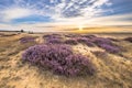 Enchanting landscape scenery of heathland