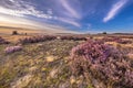 Enchanting landscape scenery of heathland