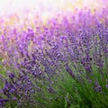 Enchanting Lavender Symphony: Blossoms Unleashed in a Captivating Display of Serenity