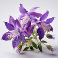 Enchanting Macro Photograph Of Columbine Meadow Sage