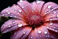 Enchanting macro view flower portrait adorned with delicate water droplets