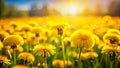 Enchanting Miniature Dandelion Field A Whimsical TiltShift Perspective Unveiling a Tiny World of Delicate Blooms