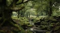 Enchanting Moss Covered Stream In Yorkshire Grove