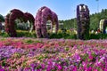 The Enchanting Oasis: Dubai Miracle Garden Unveils Nature\'s Miracles