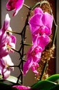 Enchanting orchid blossom in violet in natural sidelight with brightening