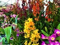 Enchanting orchids, beauty, nature and magic
