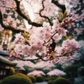 Japanese cherry blossom blooms in oriental garden environment