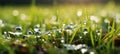 Enchanting and peaceful defocused natural green grass with water droplets bokeh background Royalty Free Stock Photo