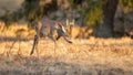 Enchanting photo of roe deer buck walking on the spring meadow Royalty Free Stock Photo