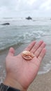 The Treasures of the Sea: Holding Nature's Beauty in the Palm of Your Hand