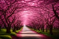 The enchanting pink flower trees\' tunnel Royalty Free Stock Photo