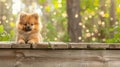 Enchanting pomeranian puppy displaying irresistibly cute pose with charmingly fluffy demeanor