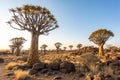 The Enchanting Quiver Tree Forest in Namibia Royalty Free Stock Photo