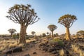 The Enchanting Quiver Tree Forest in Namibia Royalty Free Stock Photo