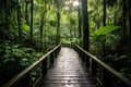 Enchanting Rainforest Oasis: Serene Pathway amidst Lush Foliage